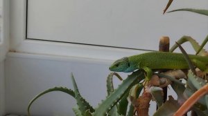 Зеленая ящерица #Lacerta viridis — крупное пресмыкающееся