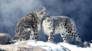 Снежные барсы и их друзья / Snow Leopards and Friends