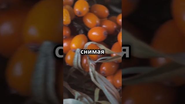 Облепиховое масло при аденоидах натуральное средство для здоровья
