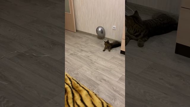 #кошка #акробат #животные  #росси#приколы с животными#шарик и кошка#шарик и кот#кот прикол#