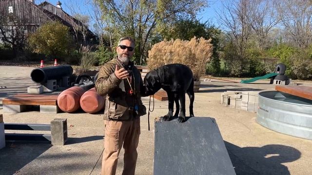 How To Choose The Perfect Dog Breed | In Depth Conversation & Comparison