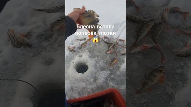 окунь монстр подавился блесной #рыбалка #зимняярыбалка #зимняяблесна