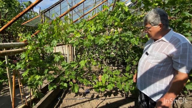 Виноград неукрывной селекции Кашич В. П.  Летняя формировка.
