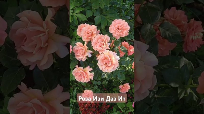 роза Изи Даз Ит (Easy Does It) #розы #цветы #rose #garden #дача #сад #flowers #букет