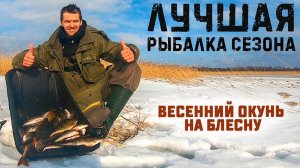 Лучшая рыбалка сезона. Ловля окуня на блесну. Зимняя рыбалка на Ладоге. Весенний окунь жрет блесны.