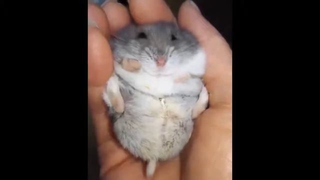 СМЕШНЫЕ ХОМЯКИ L Самое смешное видео