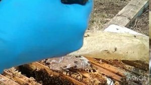 весна выпускаю маток# первая неудача#изоляция маток