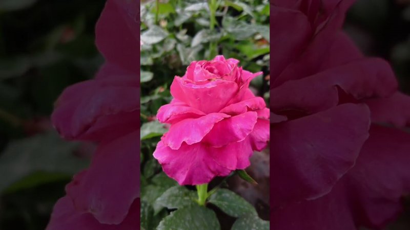 роза Фана #розы #дача #цветы #garden #rose #сад #огород #flowers #лето и