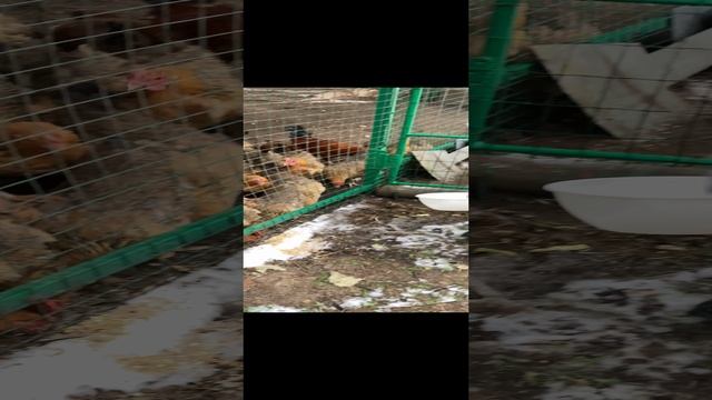Главный кормилец #куры #кормимкур #кормимптиц #сын #деревня #деревенскаяжизнь #жизньвдеревне