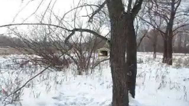 Москва. Зима в Серебряном бору. Белочка у кормушки. смотреть онлайн