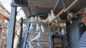 3. Третий фильм Андижанские (узкочубые)