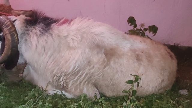 Bangalore Sheep Market || HBR Layout|| Ameengad Sheep's смотреть онлайн