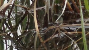 Dolomedes plantarius