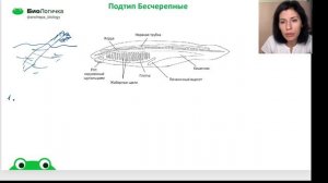 Зоология Тип Хордовые, бесчерепные и личиночнохордовые