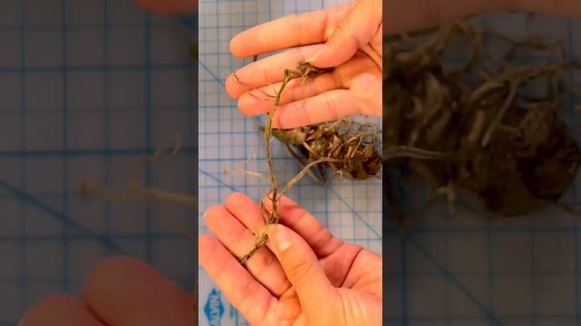 How to rescue an anthurium with root rot and thrips смотреть онлайн