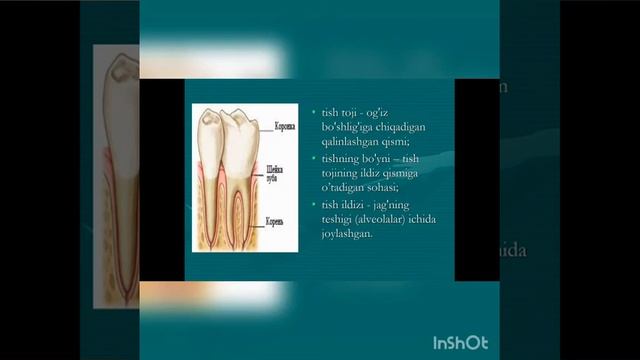 Ortopedik stomatologiyaga kirish
