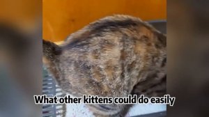 Stray cat with only one ear and missing front legs blocked my path,it's hungry and begging for food