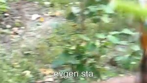 Оса и стрекоза. Борьба за выживание