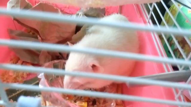 УМЫЛИСЬ, ТЕПЕРЬ МОЖНО И ПОКУШАТЬ! ДАМБО КРЫСА| Хомячуля: Secret Life Hamster - Pets