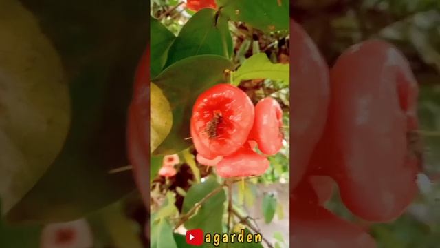 water apple fruit trees that are ready to harvest very abundant fruit.#growingfruits #fruits смотреть онлайн