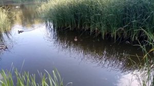 Воронежские Озера 02 07 2020