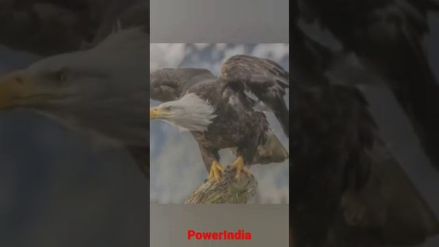 जाणे गरुड के बारे मे