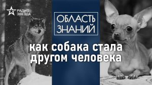 Что изменилось в жизни человека с появлением домашней собаки? Лекция зоолога Ильи Гомыранова