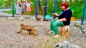 У Люси «расцвела роза», мы принесли ее в вольер к малышам и смотрим как будет реагировать Степа!