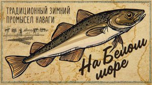 Традиционный зимний промысел наваги на Белом море