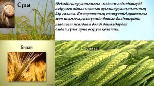 4 класс  Дүниетану  Тақырыбы: Адамның шаруашылық қызметі және табиғат