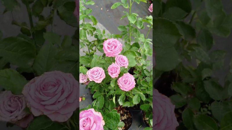 роза Дип Вотер (Deep Water) #сад #розы #дача #rose #цветы #садоводство #растения #garden #букет