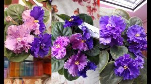 Что такое спорт сортовой фиалки?!