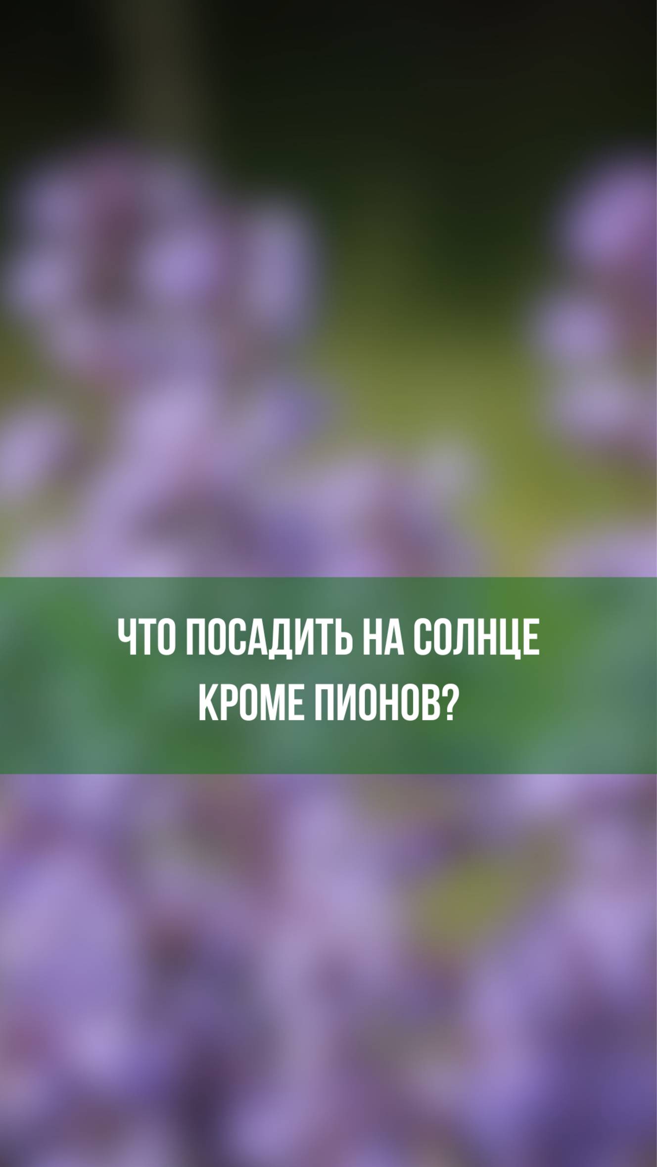 Что посадить на солнце, кроме пионов?