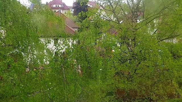 Шум весеннего дождя. Германия. #релаксация #шумдождя #птицыпоют#веснапришла #блог #дожди#soundofrai