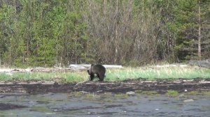 Абориген  2015 г.