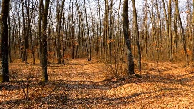 "НЕ ЖАЛЕЙ ТЫ ЛИСТЬЕВ..." - романс на стихи Николая Рубцова смотреть онлайн