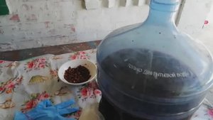 Вино из шелковицы. Третий этап. Затенение огурцов. Юг Кубань