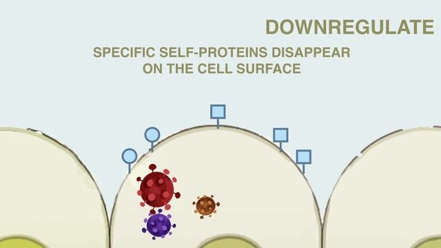 NK Cell Response To Viral Infections
