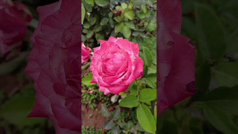 Роза Сатин #розы #rose #цветы #сад #садоводство #garden #растения #flowers #дача #дача34