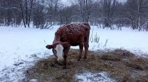 Калина и Малина