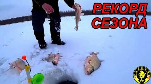 БЕШЕНЫЕ ЛЕЩИ ЗАГНУЛИ УДОЧКУ! Зимняя рыбалка на комбайны.