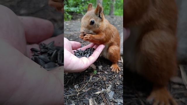 Лайфхак как погладить белку, пользуйтесь