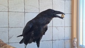 Как чёрный ворон аккуратно ест перепелиное яйцо.