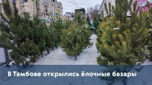 В Тамбове открылись ёлочные базары