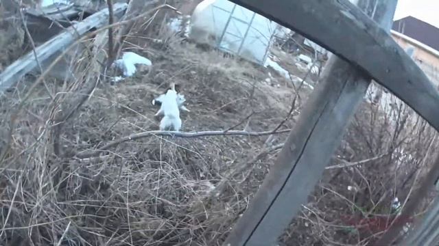 коты дерутся смотреть онлайн