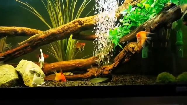 Аквариум со скаляриями от Barry Powell смотреть онлайн