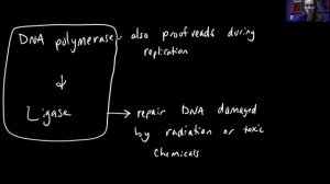 Bio 1010 Lect 10.3 DNA Replication