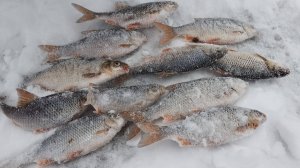 Белоярское 16.12.2024