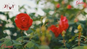 The Best Collection of Romantic Music-Самая&Galina