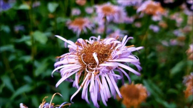 Przymiotno Ogrodowe - Poradnik Ogrodowy #364 смотреть онлайн